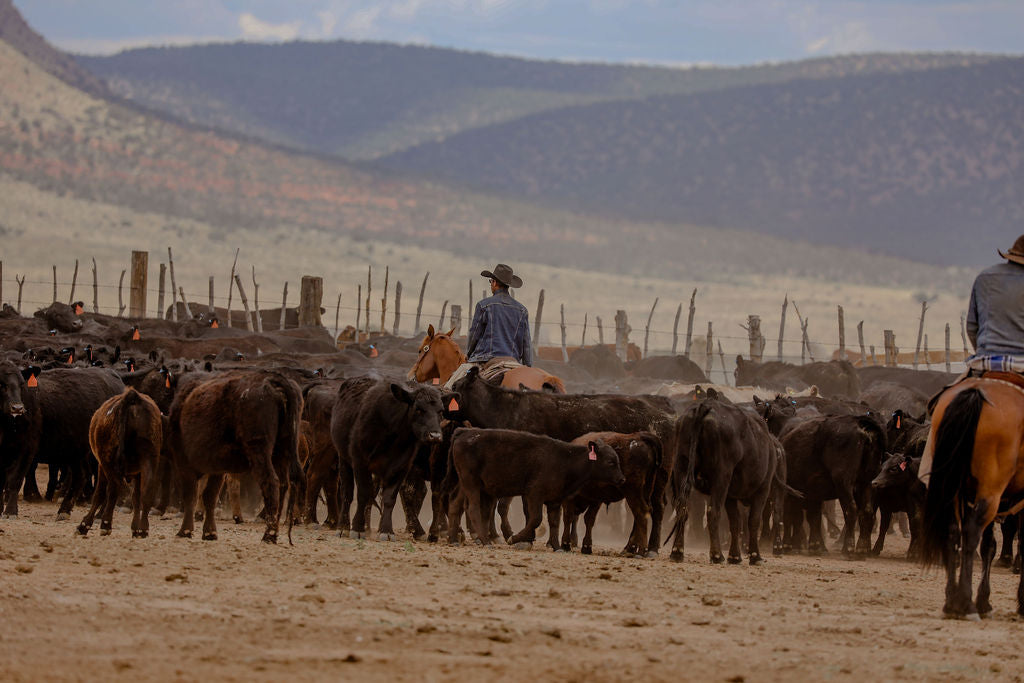 K4 Ranches - Quality Quarter Horses & Premium Beef