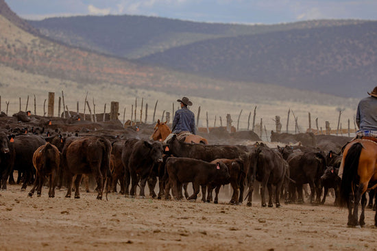 K4 Ranches - Quality Quarter Horses & Premium Beef