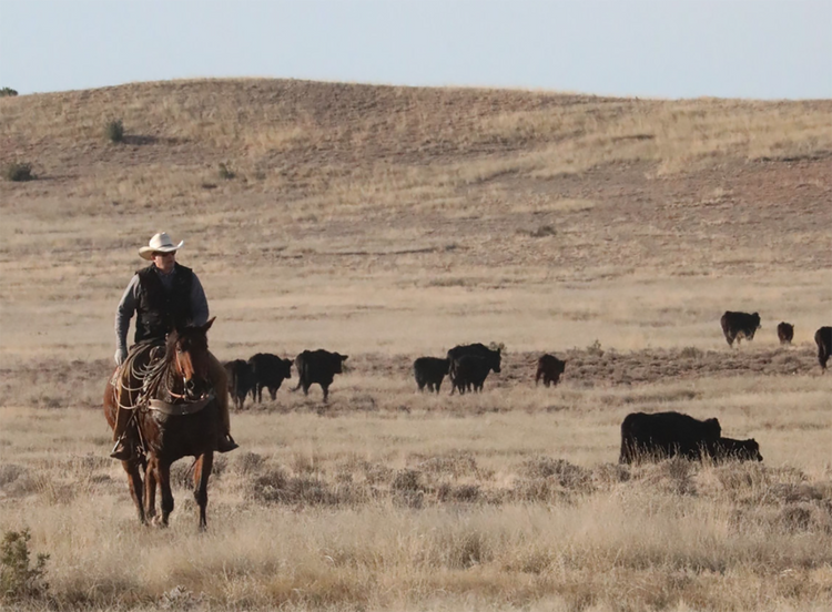 K4 Ranches - Quality Quarter Horses & Premium Beef